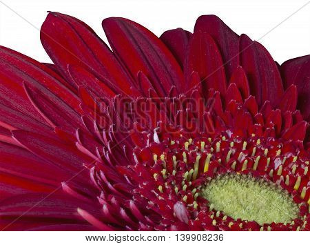red gerbera in drops of dew close-up