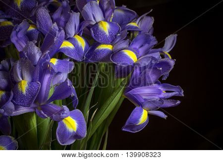 blue iris flowerd with drops of dew