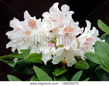 White Azalea in South Bethany Delaware 6 May 2016 Usa
