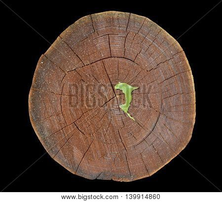 A close up of the cut of an cork tree (Phellodendron amurense). Isolated on black.