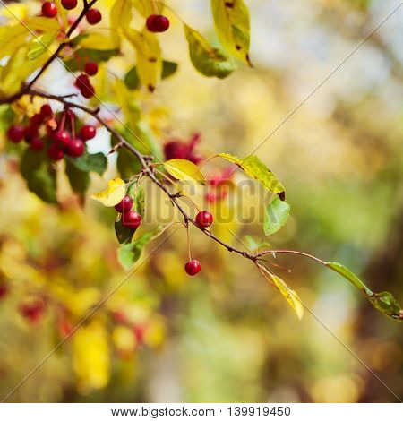 Autumn season berry tree in a park background