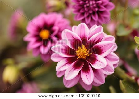 Pink Dahlia flower is found in Mexico and is the national flower.