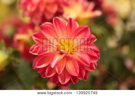 Pink Dahlia flower is found in Mexico and is the national flower.