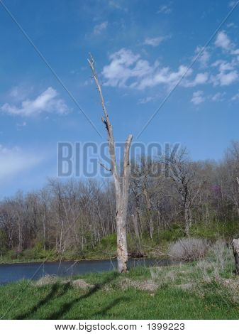Starý strom