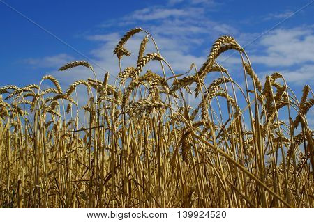 Ears of ripe wheat on a background of blue sky (summer landscape)