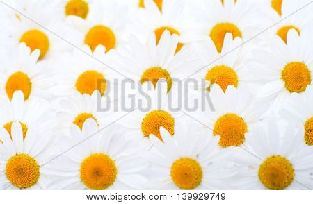 Group of Chamomile flower heads - background