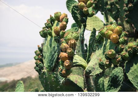 Cactus fruit growing up by Tiberius in Israel