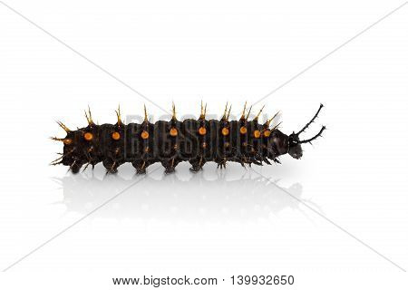 Young Orange Oakleaf Caterpillar