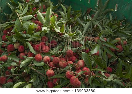 Lychee fruit fresh after it was picked