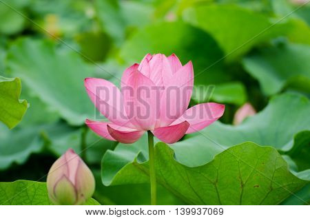 Pink lotus blooming in the pond in summer