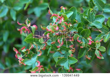 Pistacia atlantica or Persian turpentine tree. Beautiful and rich nature of the Crimea.