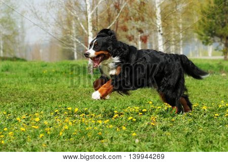 happy Beautiful Bernese mountain dog runs for fun in the summer outdoors