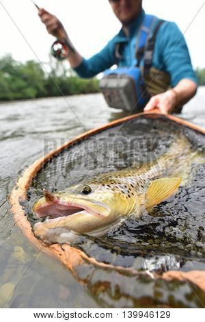 Closeup of brown trout being caught by flyfisherman