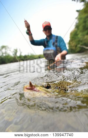 Closeup of brown trout being caught by flyfisherman