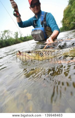 Closeup of brown trout being caught by flyfisherman