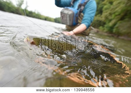 Closeup of brown trout being caught by flyfisherman