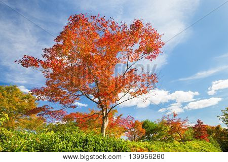 Beautiful red tree in fall with bright blue sky.