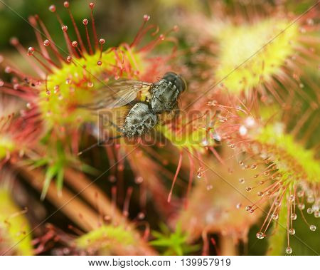 Prey Sundew Eating Caught Fly