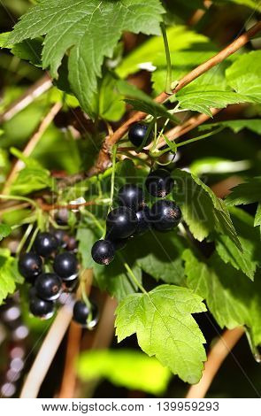 ripe black currant berries on a branch in the garden. Black currant. Orchard. Fresh healthy berries. Berry background