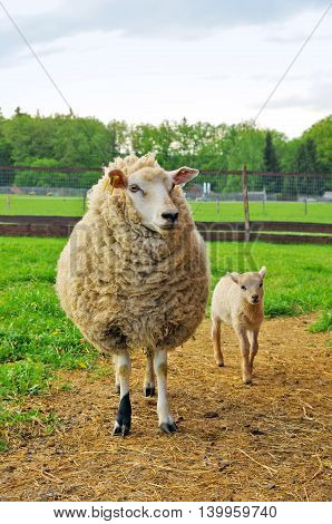 Sheep and small lamb on the pasture