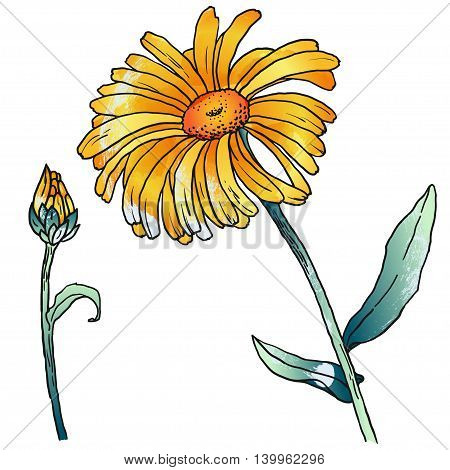 Hand drawn sketch of primula, primrose with flowers, buds, leaves. Vector format