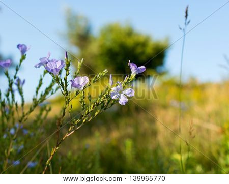 meadow spring flowers blooming in the meadow