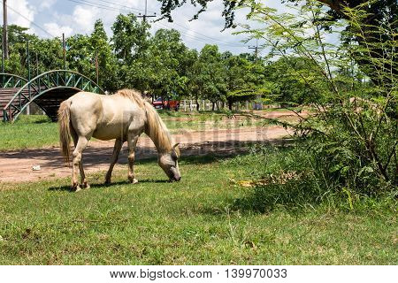 White horse eating grass green, nature, pasture,