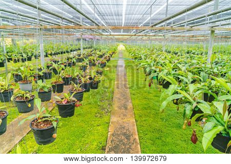 Green  Nepenthes field , also known as tropical pitcher plants or monkey cups