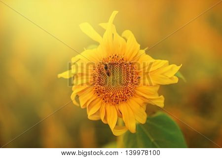 Macro shot of a honey bee sitting on a Sunflower in a garden