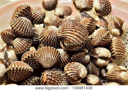 shell that have been cleaned and ready to be cooked
