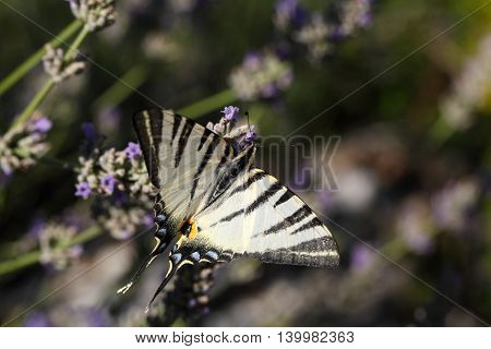 Scarce Swallowtail (Iphiclides podalirius) butterfly on a lavender flower.