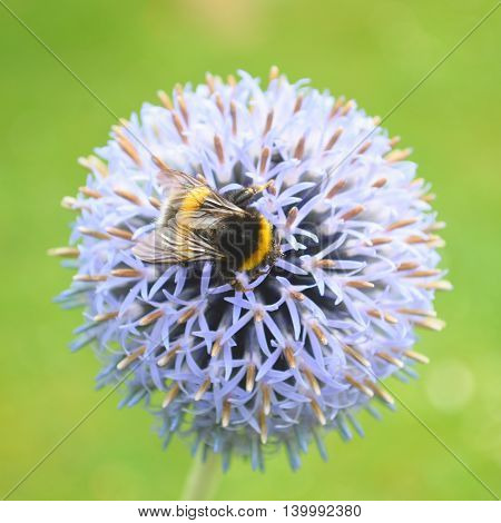 Bumblebee pollinating Echinops bannaticus commonly known as blue globe-thistle
