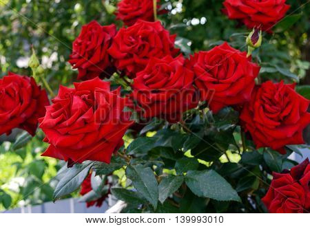 Large bush of red roses on a background of nature.