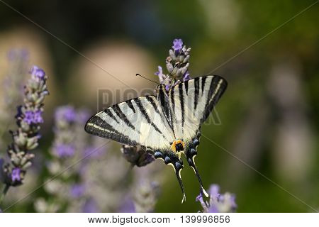 Scarce Swallowtail (Iphiclides podalirius) butterfly on a lavender flower.