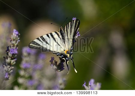 Scarce Swallowtail (Iphiclides podalirius) butterfly on a lavender flower.