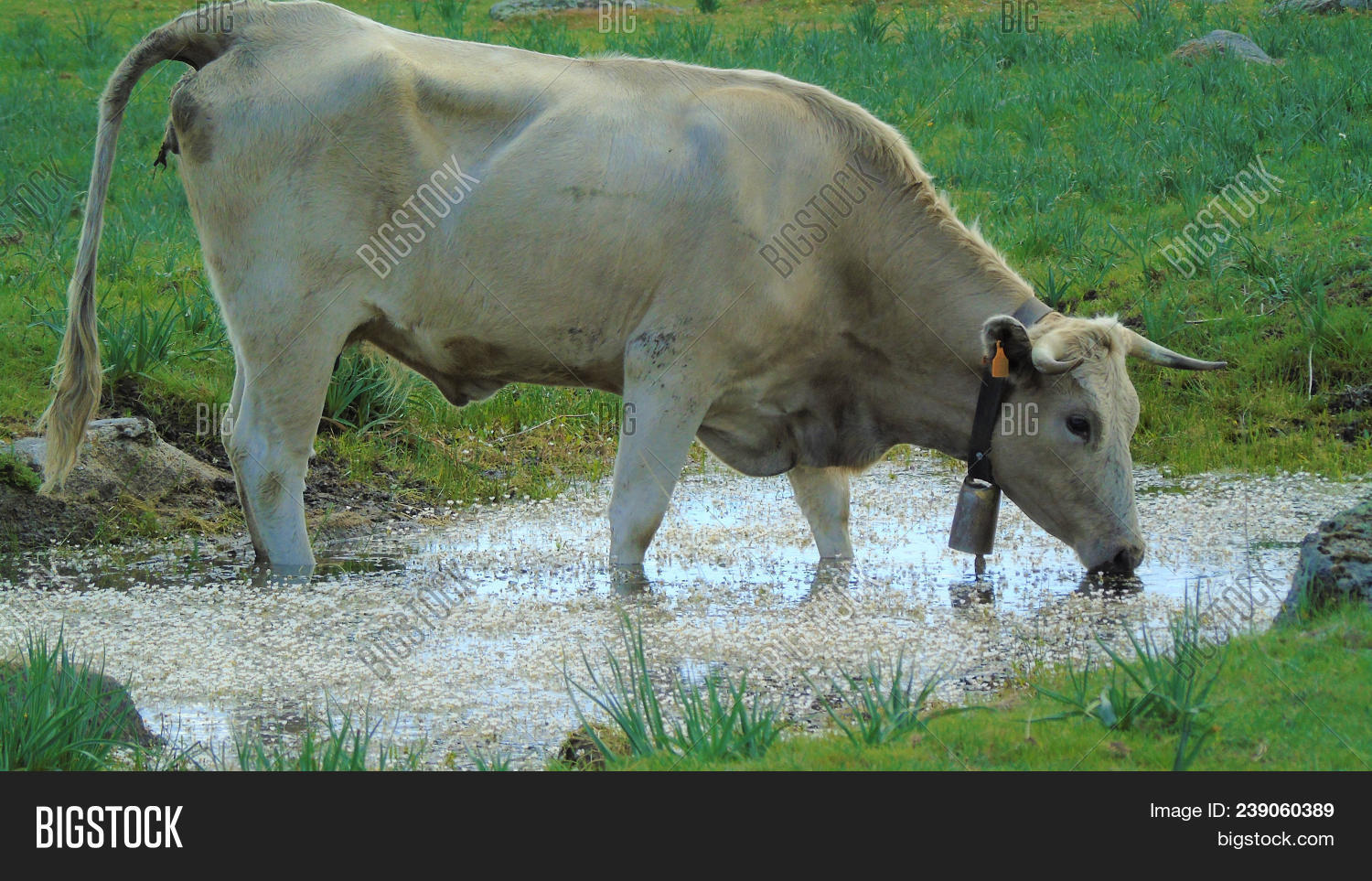 Cow Drinking Water Image & Photo (Free Trial) Bigstock