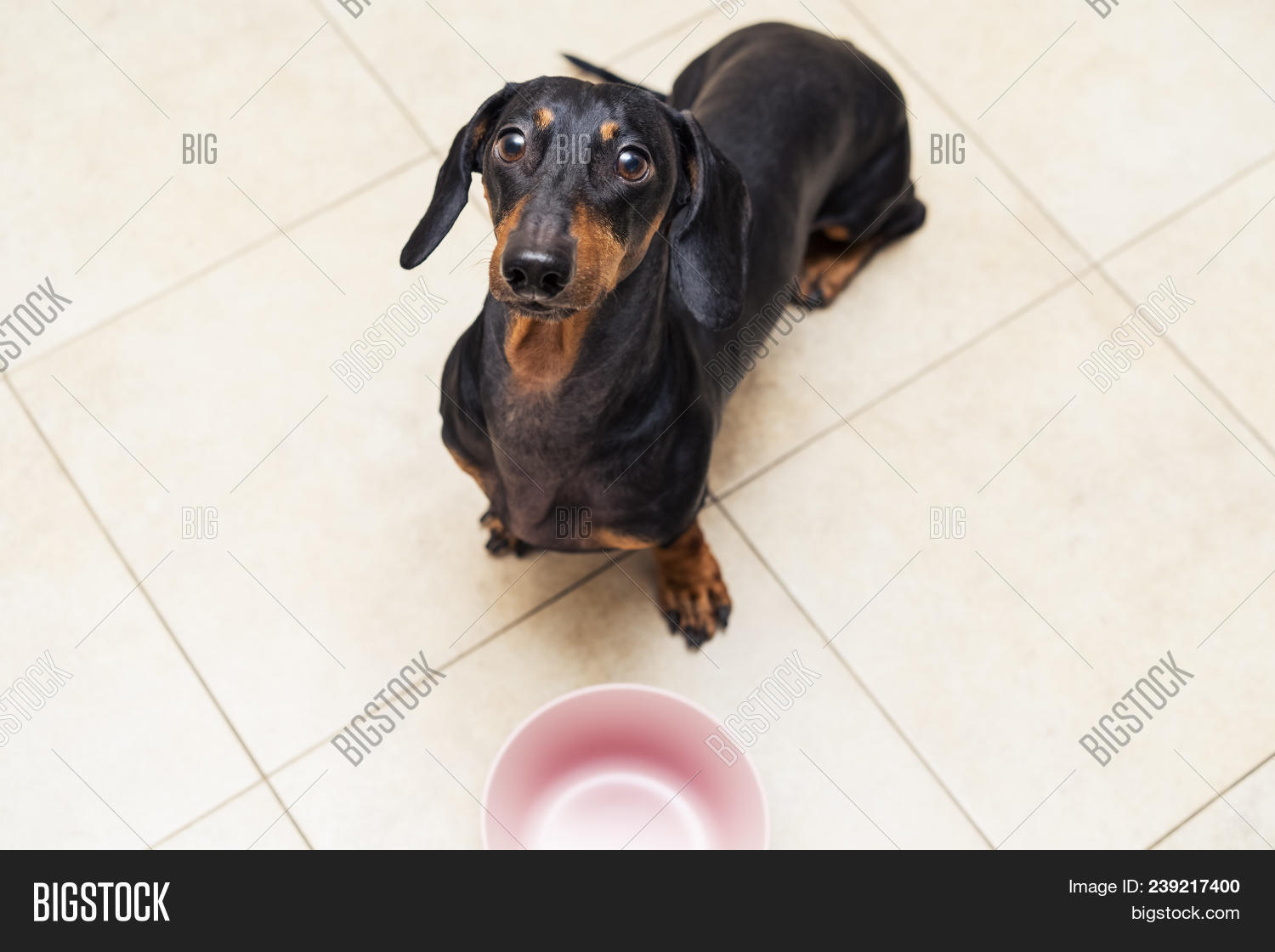 dachshund food bowl