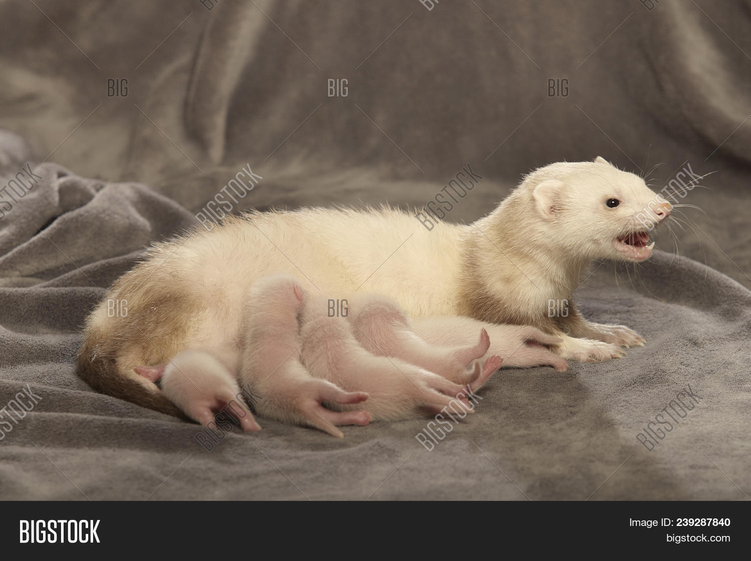 Ferret Mother Take Image & Photo (Free Trial) Bigstock