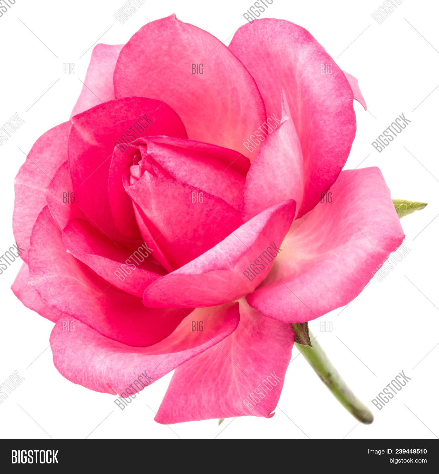 One Pink Rose Flower Image & Photo (Free Trial) Bigstock
