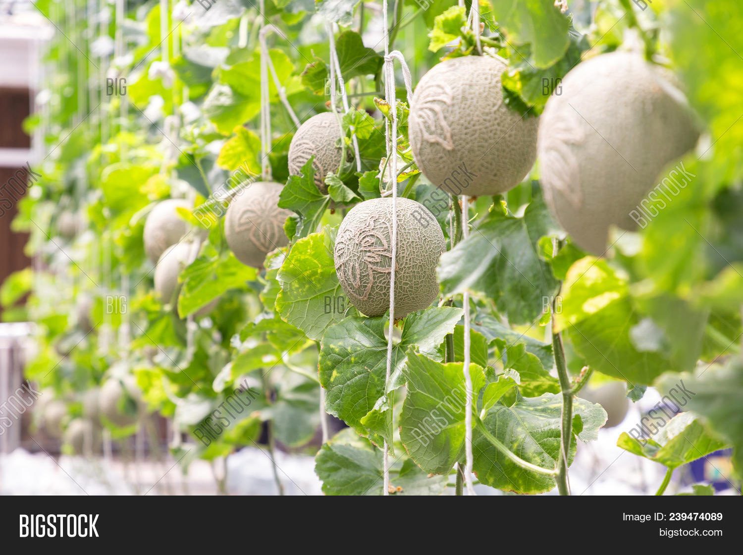Green Melon Cantaloupe Image & Photo (Free Trial) Bigstock
