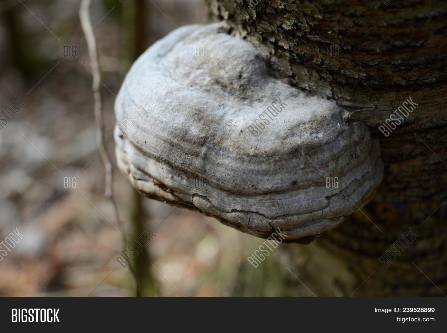 Fomes Fomentarius Image & Photo (Free Trial) Bigstock