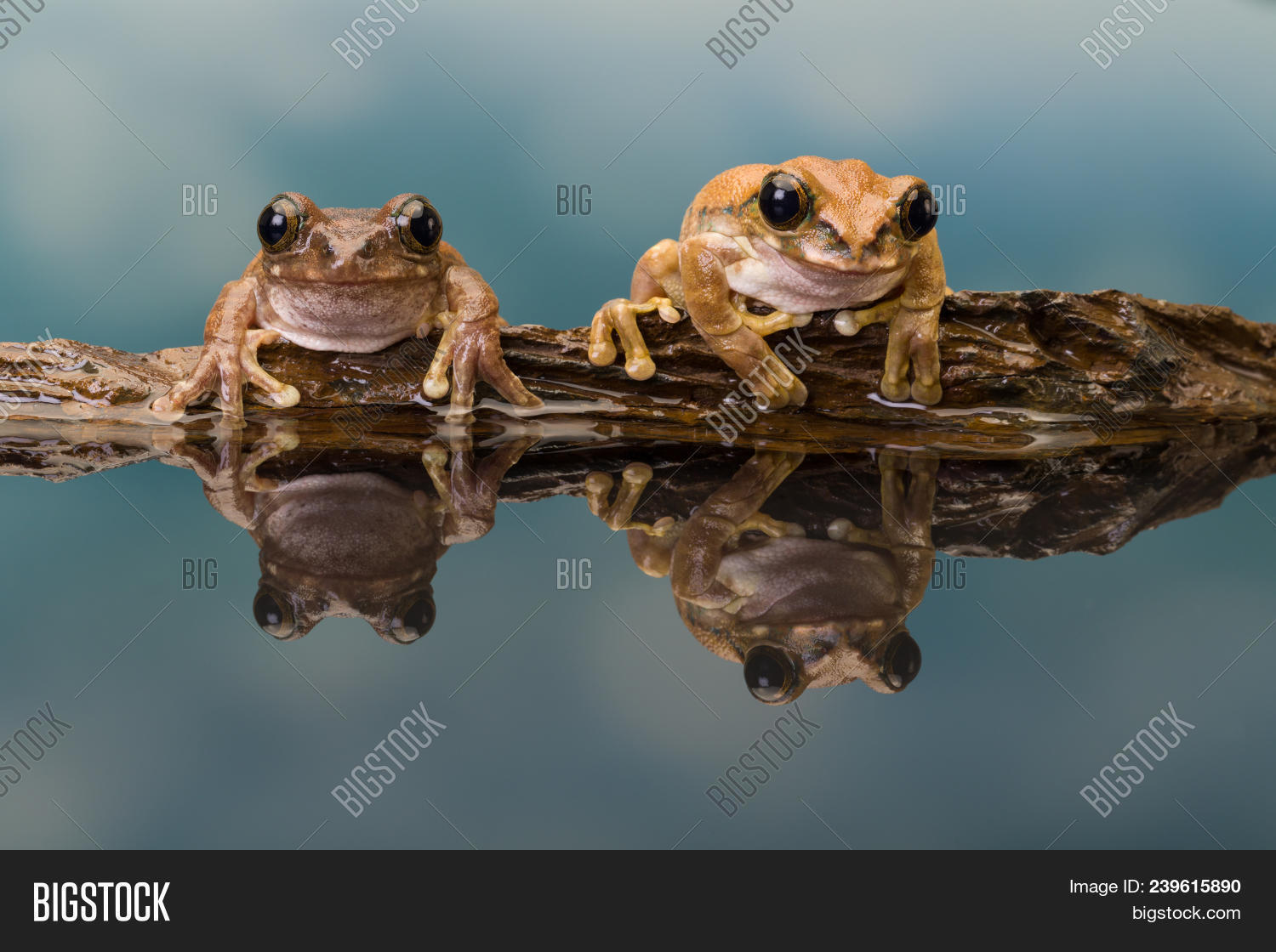 Mission Golden-eyed Image & Photo (Free Trial) | Bigstock