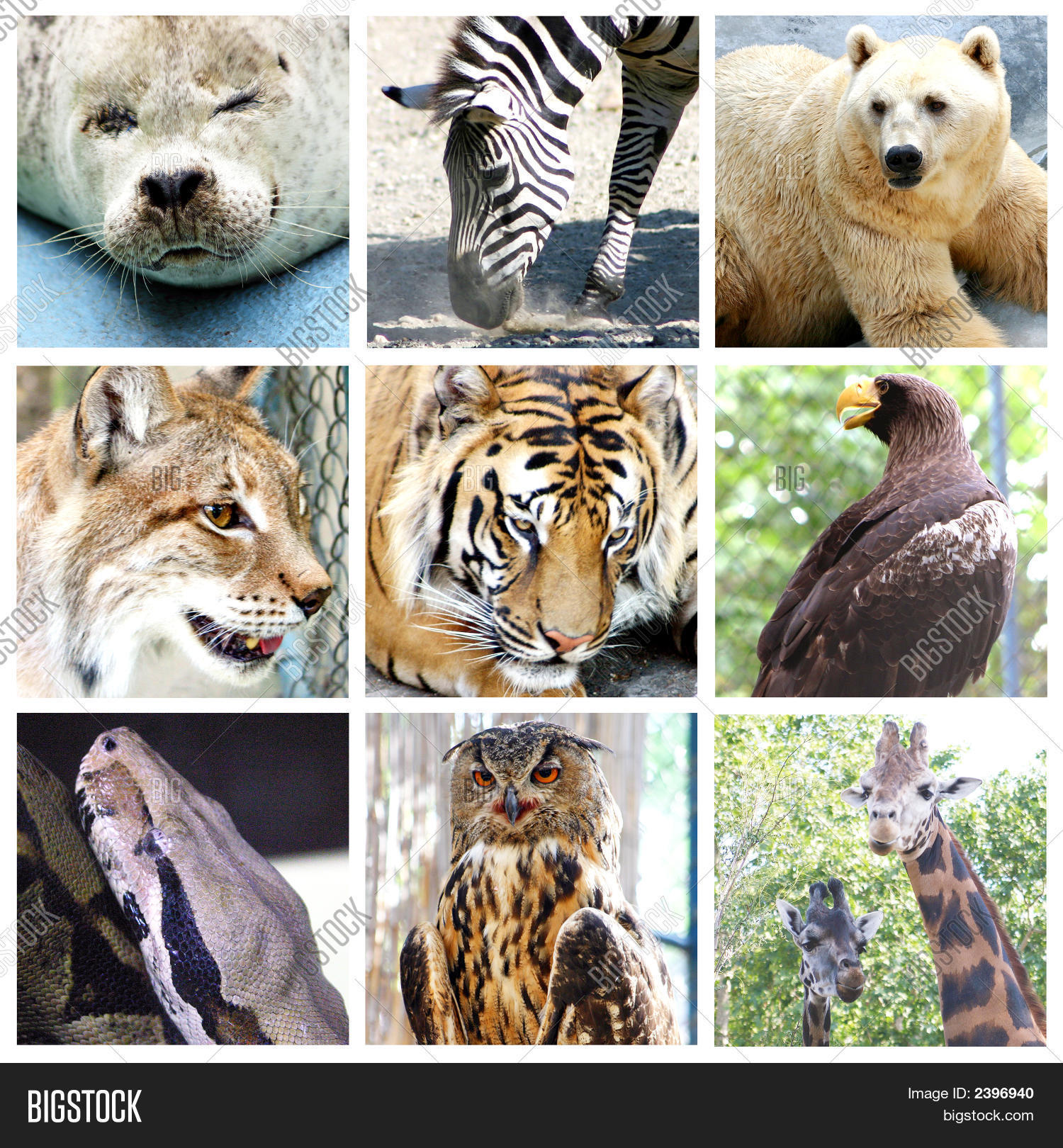 Animals Mix Image & Photo (Free Trial) Bigstock
