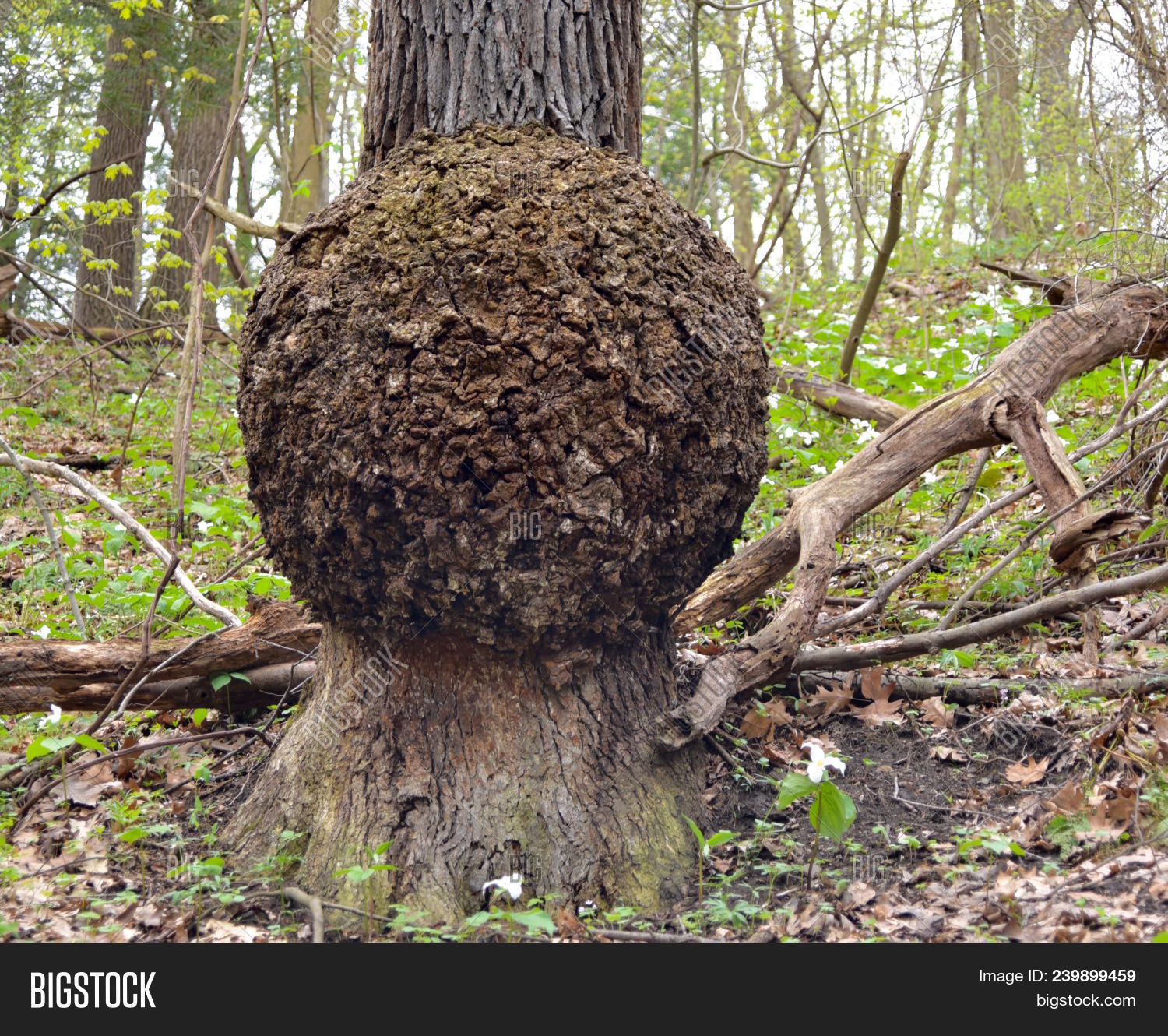 Burl Insect Giant Burl On Trunk Image & Photo (Free Trial) | Bigstock