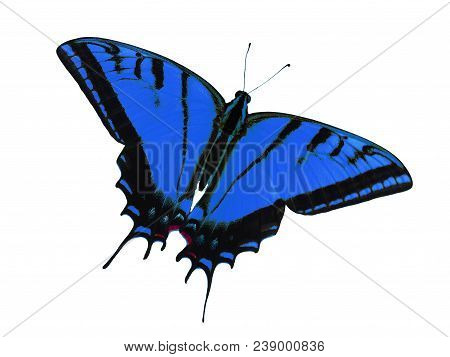 Two-tailed Swallowtail Butterfly, Papilio Multicaudata, Isolated On White Background. The Largest Of