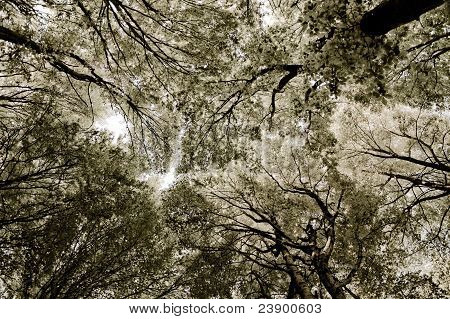 Metsä Tissue - Treetops abstrakti mieltä Sephia