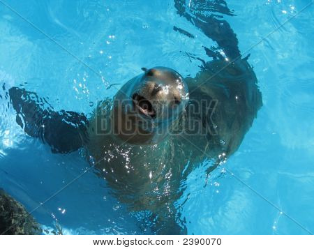 Sealion