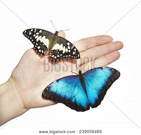 Two Butterflies, Yellow And Blue, On Girl's Hand Isolated On White Background