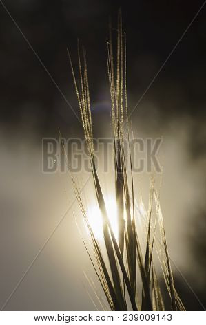 Grass. Sun. Meadow Grass With Dew Drops. Close Up.
Out Of Focus Sunset Sky In The  Background. 
Sele