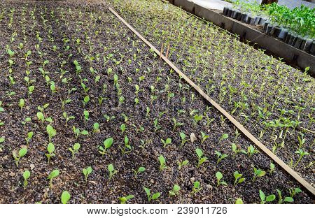 Seedlings Eggplant In The Greenhouse. Growing Eggplant Of Vegetables In Greenhouse.